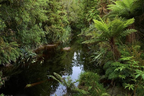 A quiet stream flows through a densely overgrown forest with tall ferns and lush vegetation,