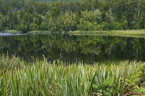 Mirror edge on the shore, dense forest provides reflections in the water, summer, Lake Matheson,