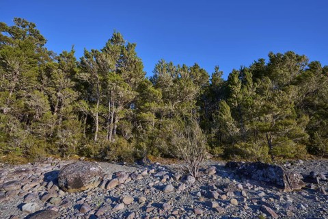 Dense forest with large rocks under a clear blue sky, summer, Lake Rotoiti, Saint Arnaud, Tasman