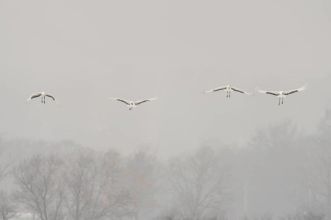 Manchurian cranes (Grus japonensis), in flight, Tsurui, Akan district, Hokkaido, Japan