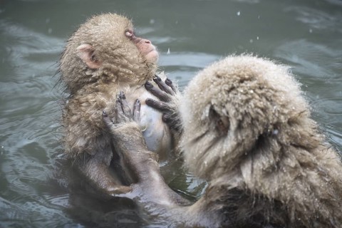 Japanese macaques (Macaca fuscata), lounging, wet, bathing, in winter, Jigokudani Snow Monkey Park,