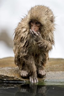 Japanese macaque (Macaca fuscata), wet, bathing, in winter, Jigokudani Snow Monkey Park,