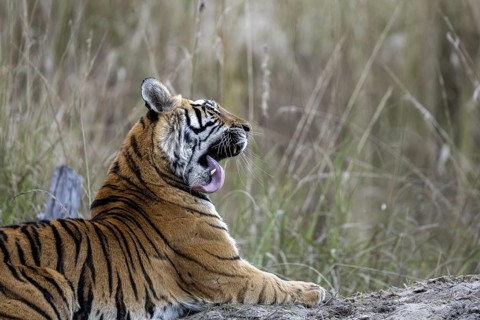 Royal Bengal tiger (Panthera tigris tigris), lying, grooming, Bandhavgarh National Park, Bahannara,