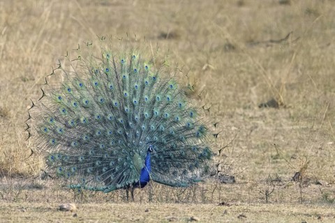 Indian peafowl (Pavo scalloped ribbonfish), male, in grassland, Bandhavgarh National Park,