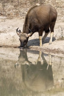 Gaur (Bos gaurus), drinking from pond, reflection in water, Bandhavgarh National Park, Bahannara,