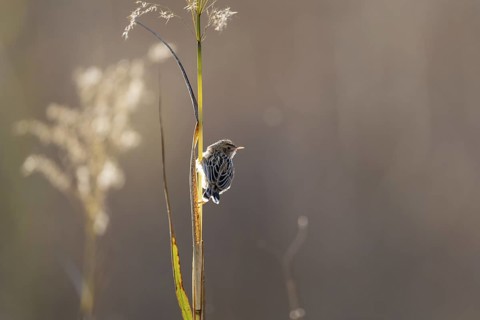 Cisticola juncidis, Bandhavgarh National Park, Bahannara, Manpur, Madhya Pradesh, India