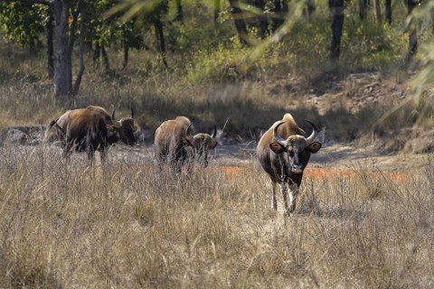 Gaur (Bos gaurus), running through grassland, Bandhavgarh National Park, Mahaman, Manpur, Madhya