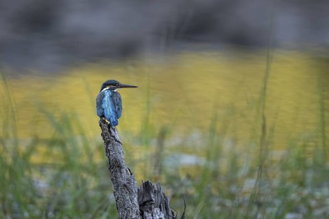 Kingfisher (Alcedo atthis), Bandhavgarh National Park, Bahannara, Manpur, Madhya Pradesh, India