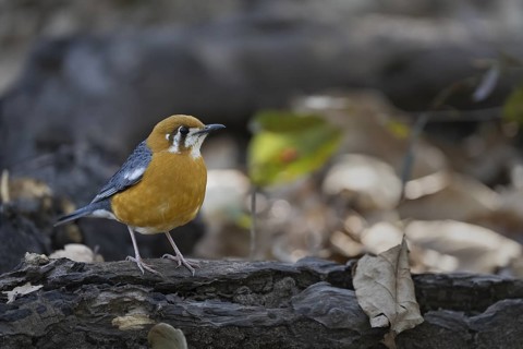 Dama thrush (Geokichla citrina), Bandhavgarh National Park, Bahannara, Manpur, Madhya Pradesh,