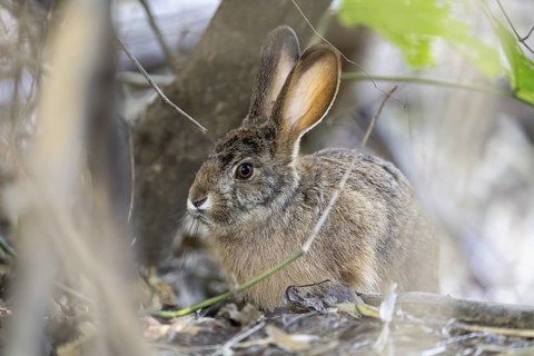 Indian hare (Lepus nigricollis), Bandhavgarh National Park, Bahannara, Manpur, Madhya Pradesh,