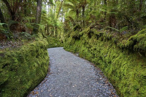A narrow path in the middle of a dense, mossy forest full of living vegetation, summer, Lake