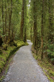 A winding path leads through the middle of a mossy forest full of tall trees, summer, Lake