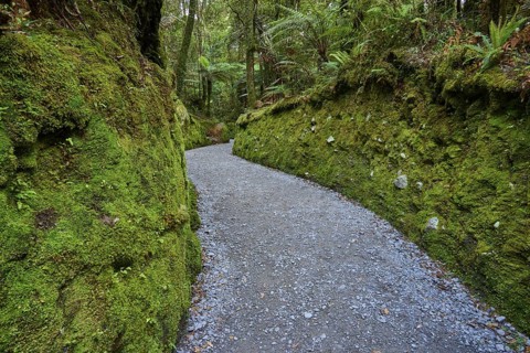 A narrow path runs through a moss-covered, quiet section of forest, summer, Lake Matheson, Fox