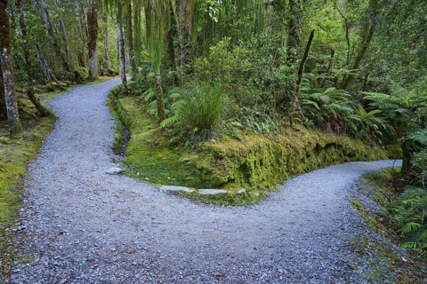 A forest path forks in a mossy area surrounded by ferns and tall trees, summer, Lake Matheson, Fox