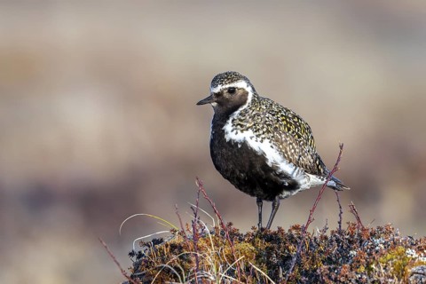 European golden plover, Eurasian golden plover (Pluvialis apricaria) male in breeding plumage on