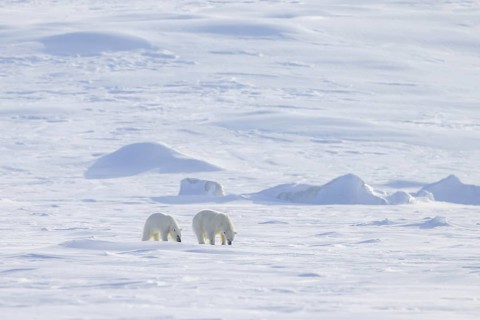 Female polar bear (Ursus maritimus) foraging with one cub on snow plain along the Svalbard coast in