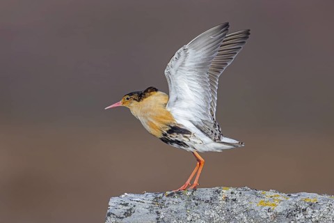 Ruff (Calidris pugnax) territorial male in breeding plumage displaying by flapping wings during