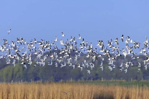 Huge flock of little gulls (Hydrocoloeus minutus) in breeding plumage flying over pond in wetland