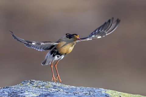 Ruff (Calidris pugnax) territorial male in breeding plumage displaying by jumping during courtship
