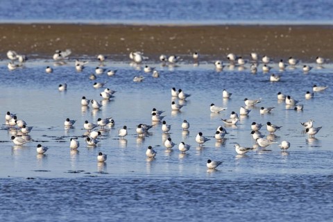 Flock of little gulls (Hydrocoloeus minutus) in breeding plumage resting in shallow water of