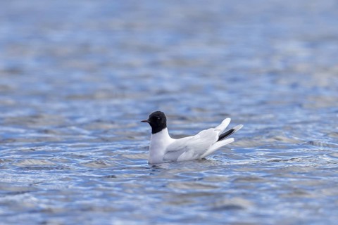 Little gull (Hydrocoloeus minutus, Larus minutus) adult in breeding plumage, summer plumage