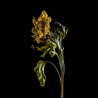 Dried sunflower reveals intricate details against dark background highlighting beauty of decay