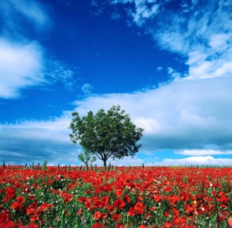 A stunning field of red poppies stretches across the landscape in Auvergne, France, with a lone