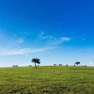 Cows graze peacefully on lush green pastureland in Puy de Dome. A few trees dot the landscape under
