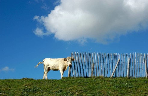 Cow happily rubs its head against a wooden fence while standing on a grassy slope. The bright blue