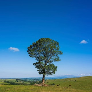 A solitary tree rises majestically against the backdrop of the serene Cantal landscape in Auvergne,