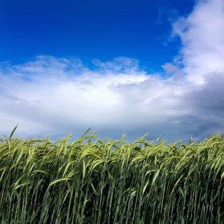 A thriving field of barley stretches across the Limagne plain, gently swaying in the wind. The sky