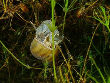 A river cover snail, Viviparus viviparus, on a carpet of aquatic plants with a complex pattern.