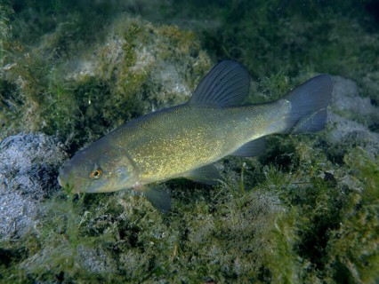A fish, tench (Tinca tinca), swims in a natural environment with aquatic plants and algae. Dive