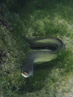 A European eel (Anguilla anguilla) swims between green algae on the bottom. Dive site Klosterinsel,