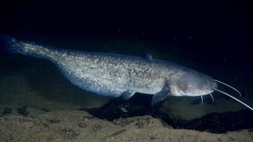 A large catfish (Silurus glanis), Waller, swimming in dark water during the night. Dive site