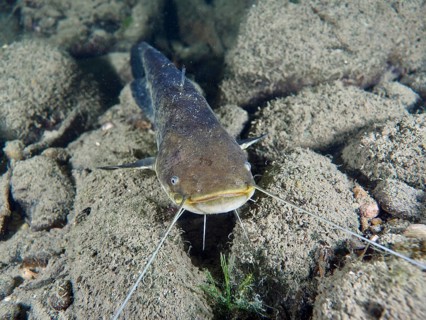 A catfish (Silurus glanis), Waller, in front view resting on a stony ground in clear water. Dive