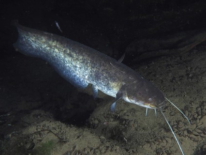 A catfish (Silurus glanis), Waller, swims at night in a dark and rocky underwater area. Dive site