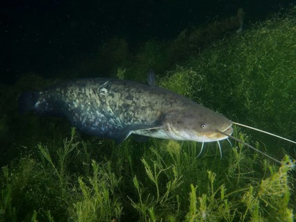 A large catfish (Silurus glanis), Waller, swimming at night through dense underwater plants, dive