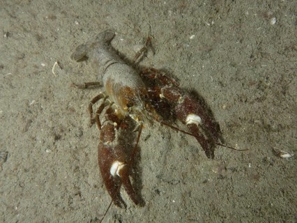 Signal crayfish (Pacifastacus leniusculus), American crayfish, invasive species, with large claws