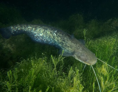 Catfish (Silurus glanis), Waller, swimming in a dark, plant-rich underwater area, dive site