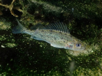 A ruffe (Gymnocephalus cernua) swims underwater in an environment with algae and a green background