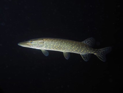 A pike (Esox lucius) moves gracefully in the dark underwater world. Dive site Zollbrücke, Rheinau,