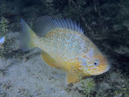A colourful fish, pumpkinseed sunfish (Lepomis gibbosus), invasive species, swimming in a sandy