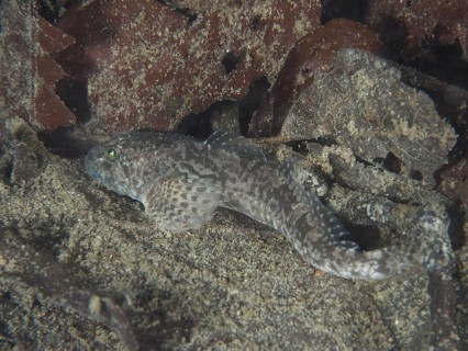 A bullhead, bullhead, snouthead, western bullhead, bullhead, millhead (Cottus Gobio), bullhead,