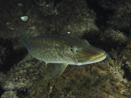 A pike (Esox lucius) glides over the sandy ground