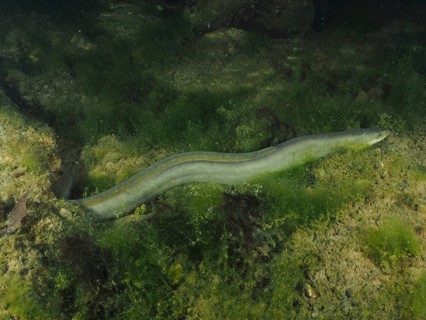 A European eel (Anguilla anguilla) meanders through an algae-rich environment in the water. Dive