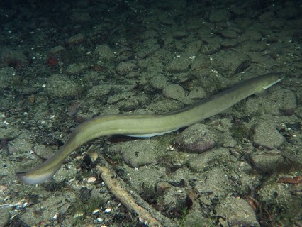 A European eel (Anguilla anguilla) moves over a sandy, stony substrate. Dive site Zollbrücke,
