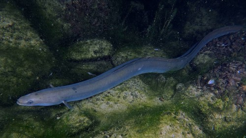 A European eel (Anguilla anguilla) glides over a rocky bottom covered with green algae. Dive site