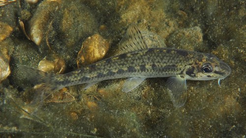A gudgeon (Gobio gobio) camouflages itself between stones. Dive site Zollbrücke, Rheinau, Canton
