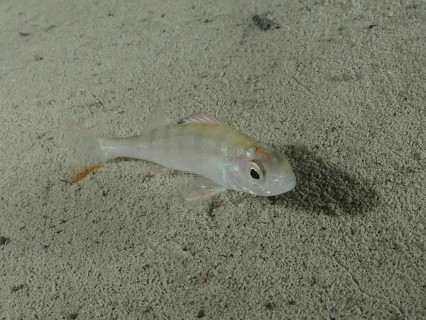 A pale little fish, perch (Perca fluviatilis), lies motionless on the sandy bottom. Dive site